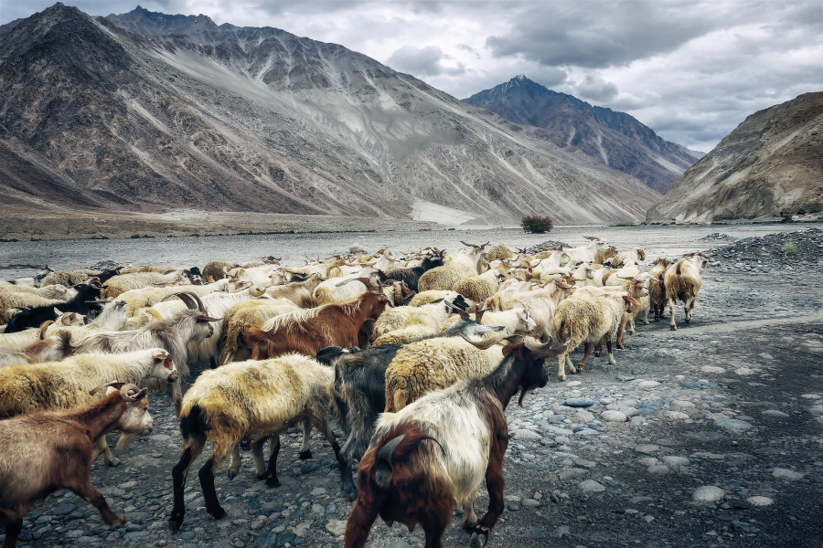 Leh and Nubra Valley Adventure