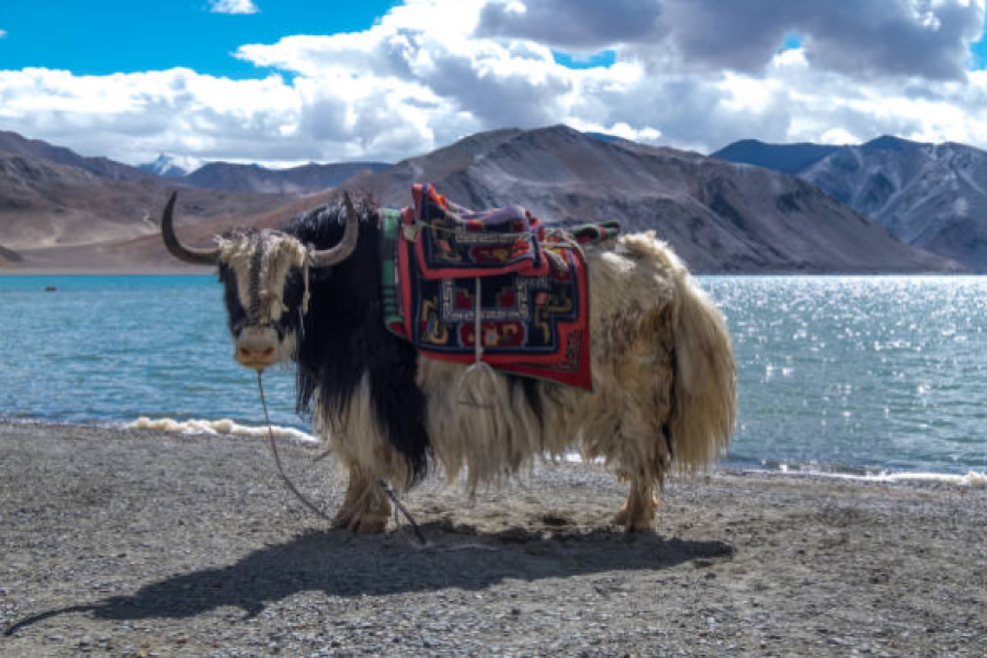 Ladakh Wildlife Tour