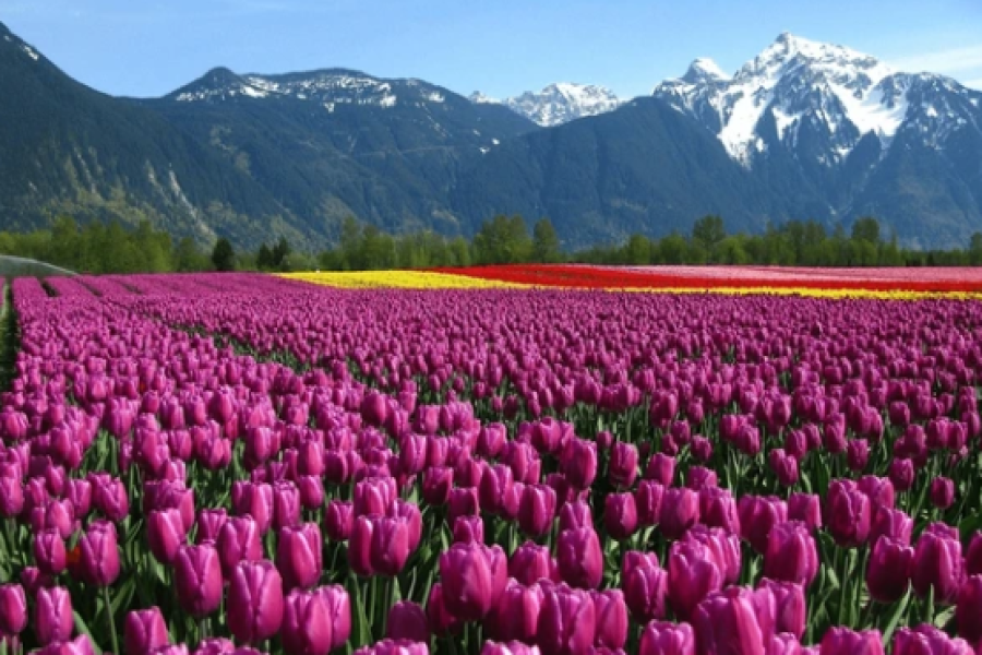 Luxury Kashmir Retreat