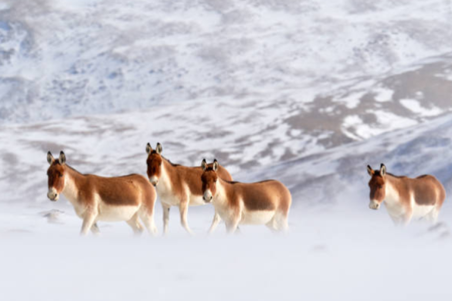 Ladakh Wildlife Tour