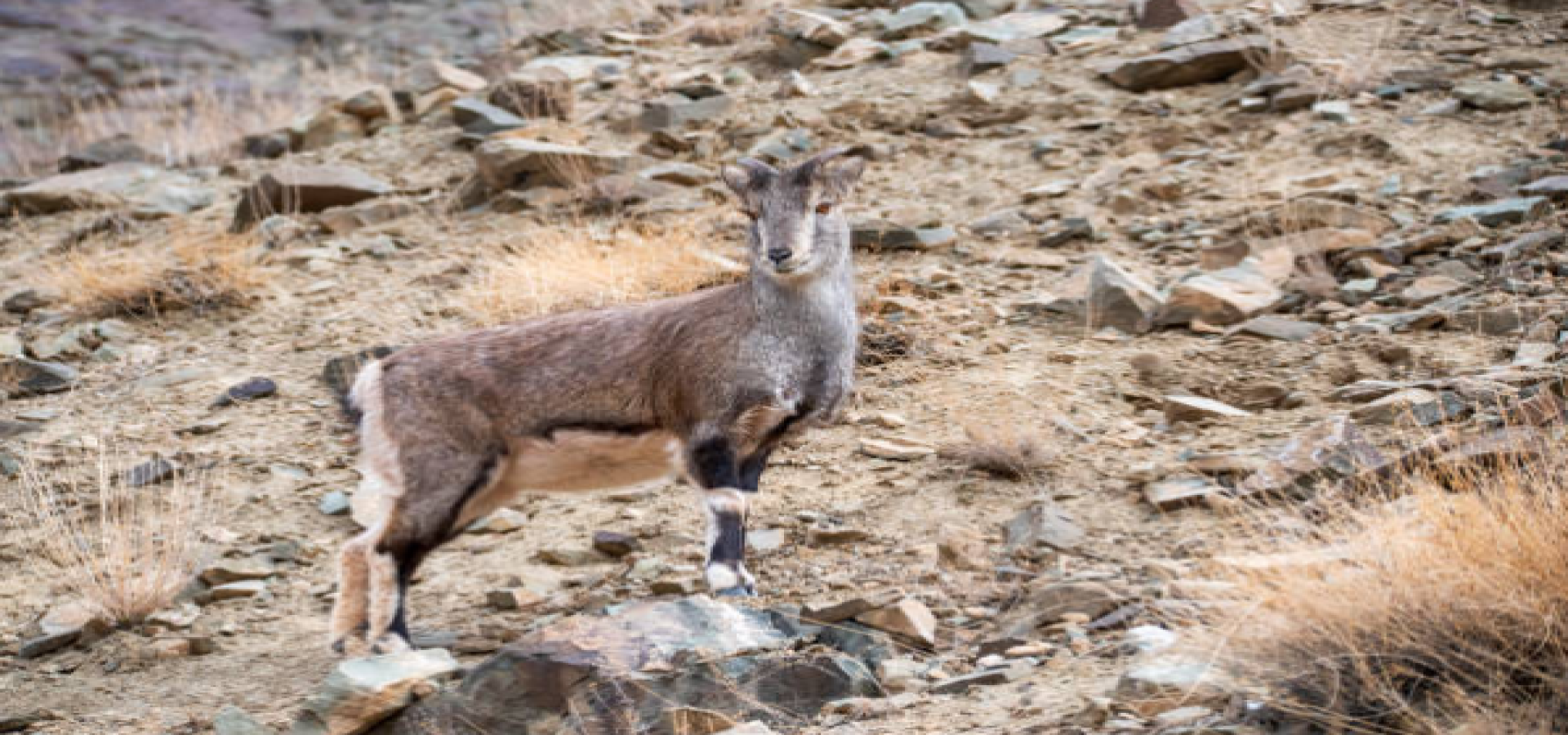 Ladakh Wildlife Tour