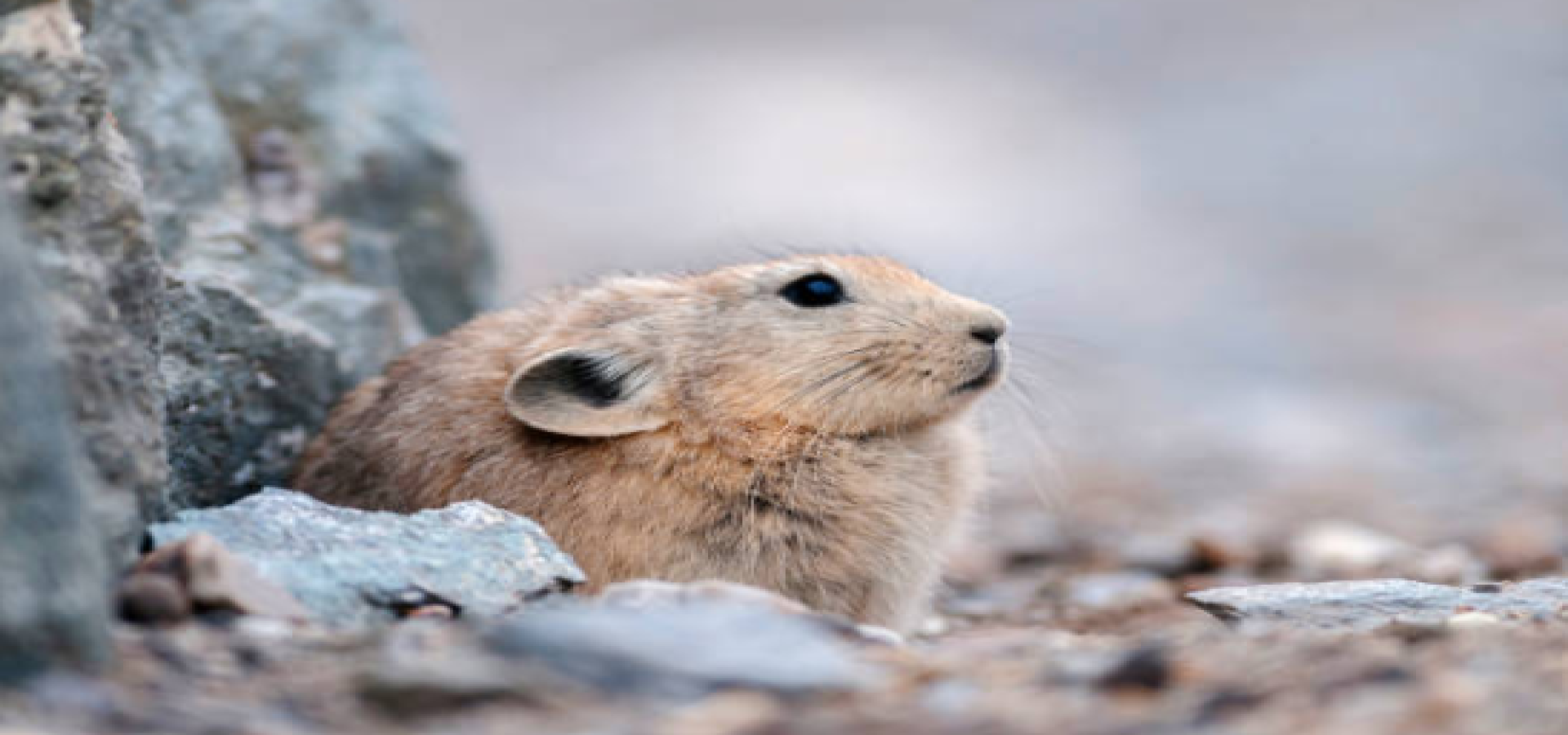 Ladakh Wildlife Tour