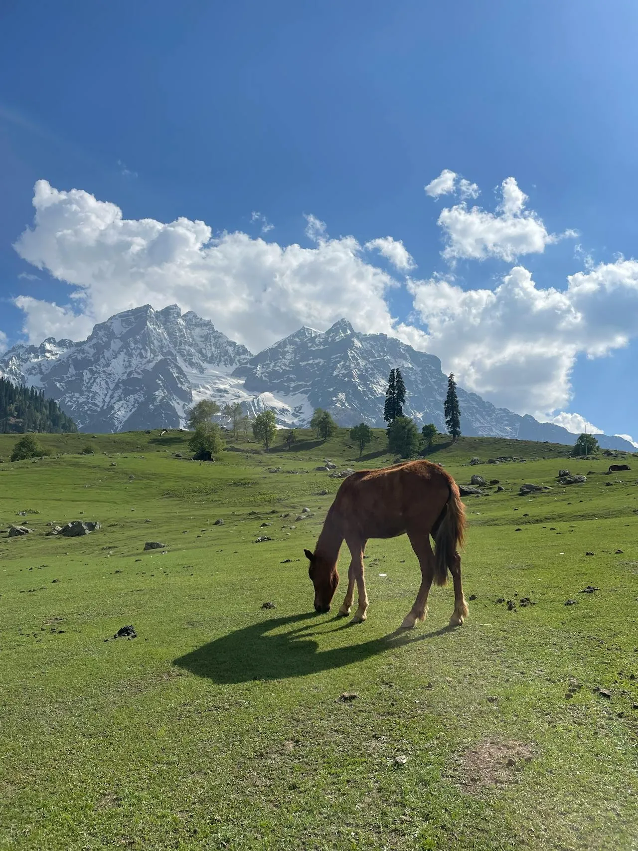 Kashmir High Altitude Trek